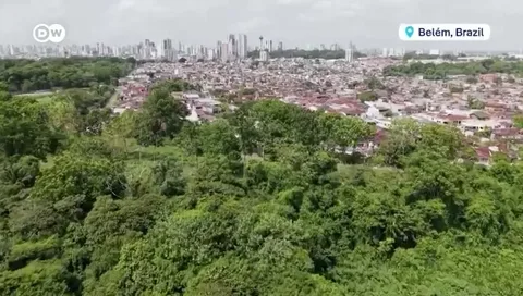 An AI-reforestation founder story